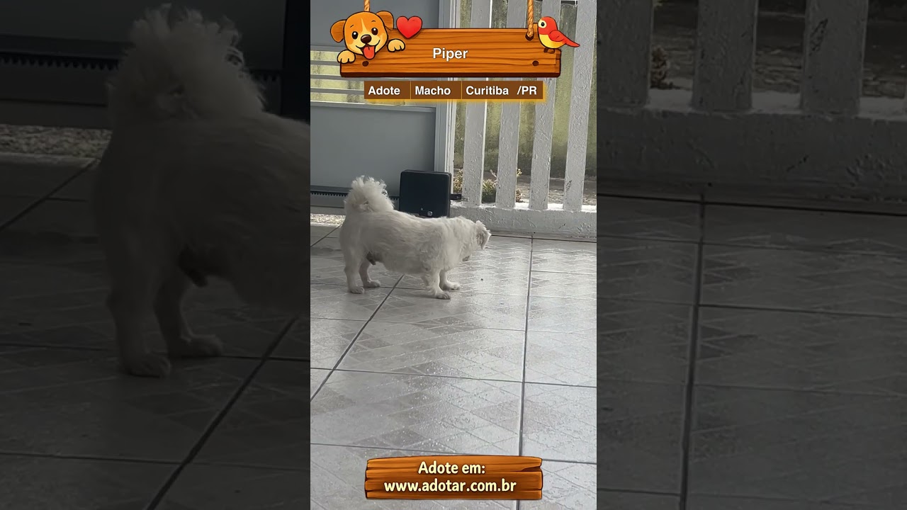 Cachorro raça SRD-ViraLata idade 6 ou mais anos nome Piper