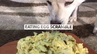 Dog Eating Egg Scramble [Sound Dogs Love]