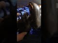 Xenomorph Story27 35the Hunt