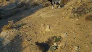 preview picture of video 'Gre the cat exploring (Grizoula)'