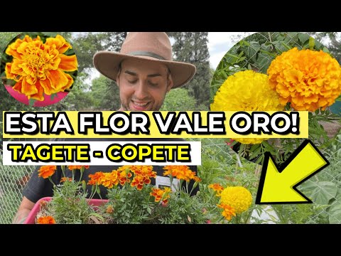 5 INCREDIBLE Uses for Tagete You Didn't Know About! | What Is Marigold Used For?