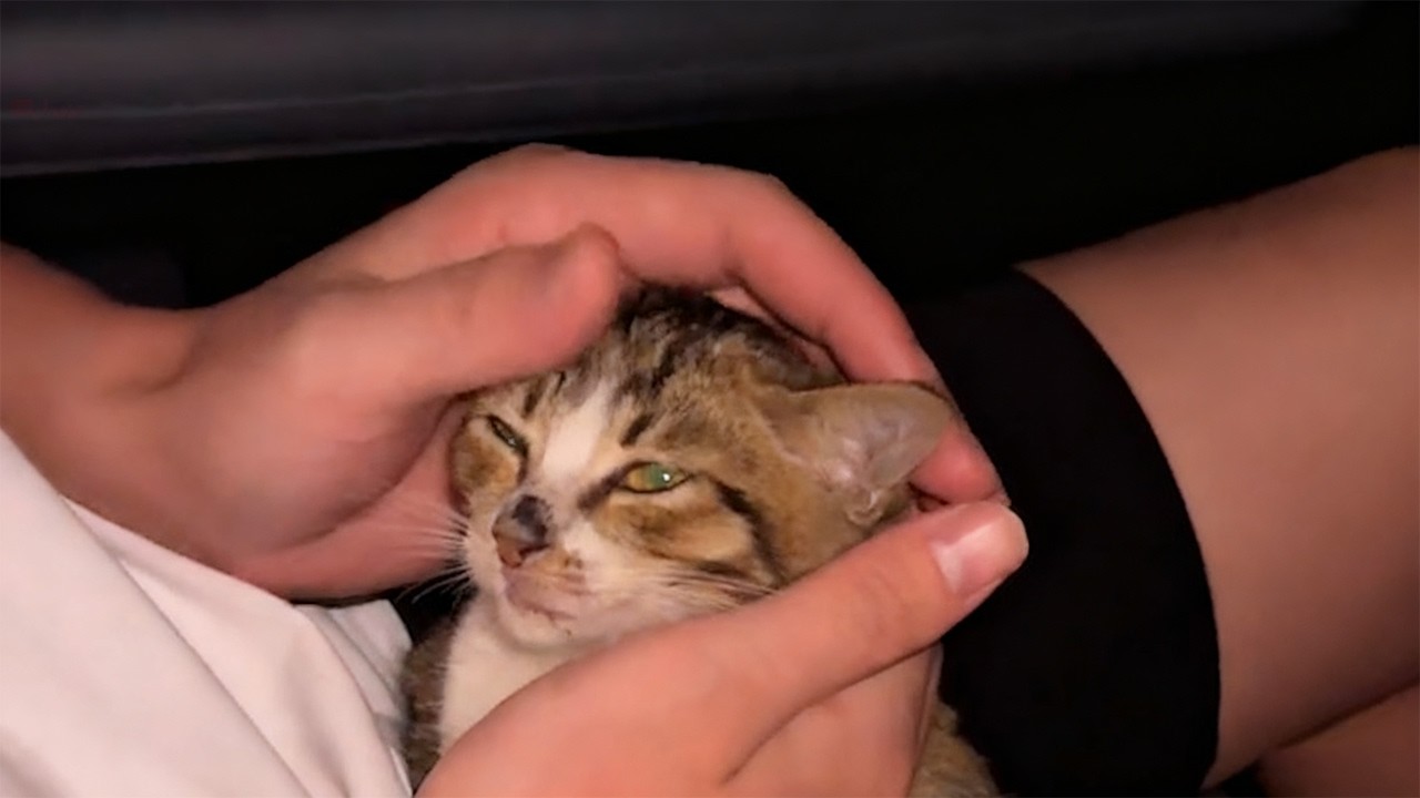 たった3本足の子猫を保護した女性。10年後の成長した姿に涙が止まらない【感動】