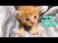 LIVE Tiny bottle baby kittens + Pear's kittens! 😻