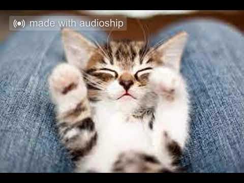 hatsune miku - ievan polkka/scxrlxrd - heart attack (mashup) (TW)