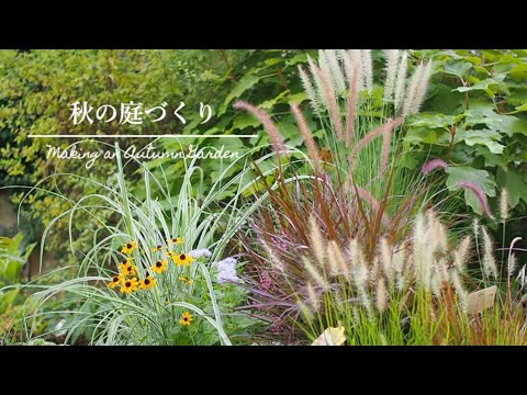 Pennisetum setaceum rubrum -graminée-ornement-feuillage-rouge-pourpré