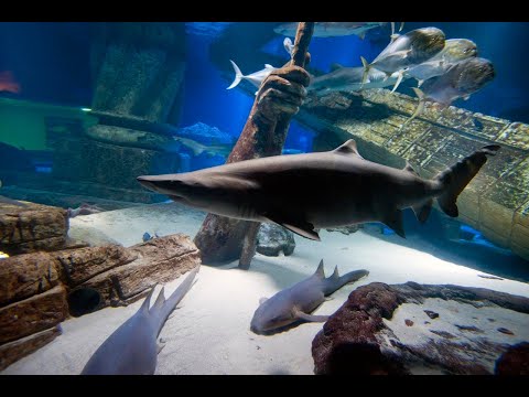 Long Island Aquarium (2021) 20,000 Gallon Reef Tank