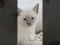Beautiful little Siamese kitten 😍 so cute #kitten #siamesecat #siamesekitten #babyanimals #adorable