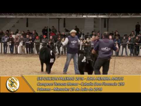25-07-18 Campeonato Ternera Menor - Jura Hembra Angus - Palermo
