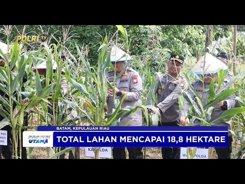 DUKUNG KETAHANAN PANGAN, POLDA KEPRI GELAR PANEN RAYA JAGUNG MANIS DI KOTA BATAM