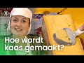 Hoe wordt kaas gemaakt? | Het Klokhuis