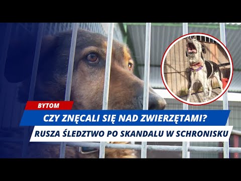 TO NIE KONIEC WALKI. MIASTO PRZEJĘŁO SCHRONISKO, RUSZA ŚLEDZTWO #bytom