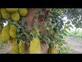Jackfruit Tree | कटहल का पेड़ | Jackfruit | Desi Kheti @desikisancorner