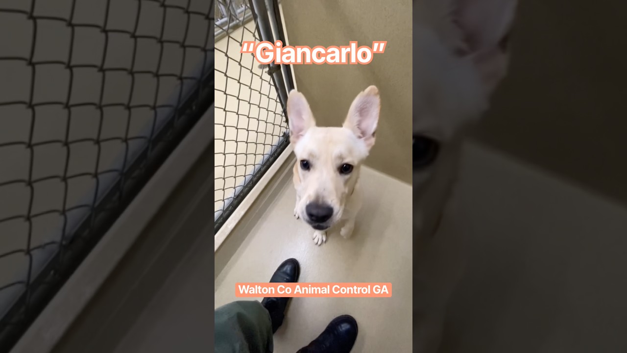 Enlarge Giancarlo, a Adopted mixed breed in Monroe, GA video 2/2