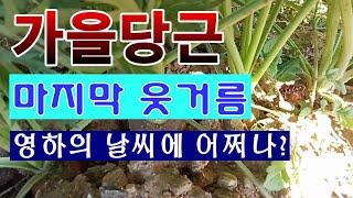[텃밭농부. 1.281]  가을당근에 마지막 웃거름 주기. 영하의 날씨에는 어쩌나? #당근재배