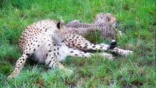 preview picture of video 'Mother Cheetah Resting with Her Three Cubs in South Africa'