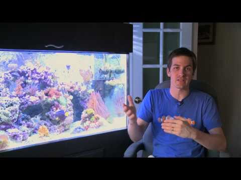 A Personal Tour of Mr. Saltwater Tank's 90G Mixed Reef Tank