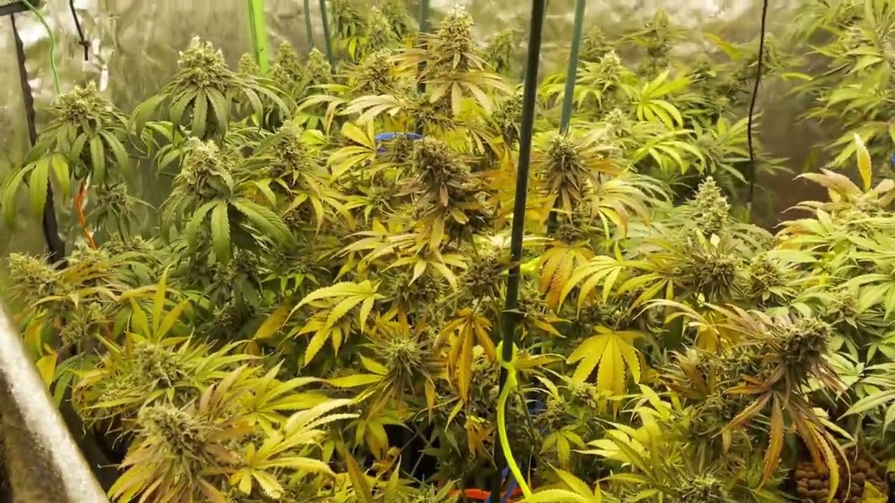 AK Choco Kush Amsterdam Genetics Cannabis Indoor grow  URB Natural