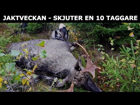 ÄLGJAKTSVECKAN - SKJUTER EN TIOTAGGARE!