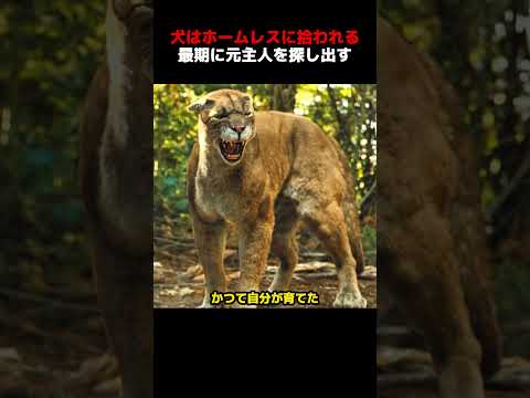 瀕死の子犬、離れた飼い主を探す決意をする！