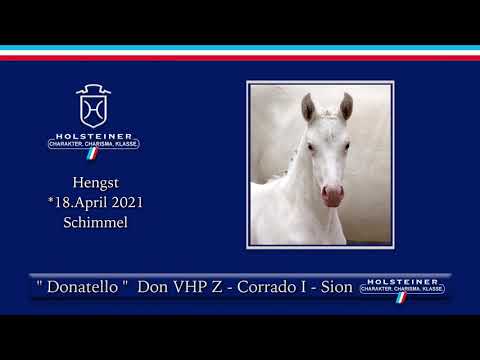 Holsteiner Online-Fohlenauktion | Nr. 05 - Donatello