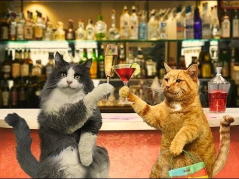Анекдот про ворону от кота Миши