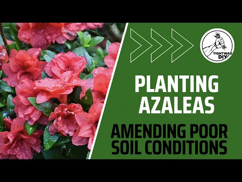 How to Plant Azaleas In Poor Soil Conditions | Best Soil Amendments For Planting Shrubs