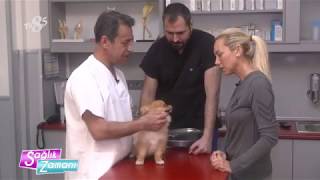 Veteriner Hekim Mahmut Velayi - Köpeklerde Diş Sağlığı
