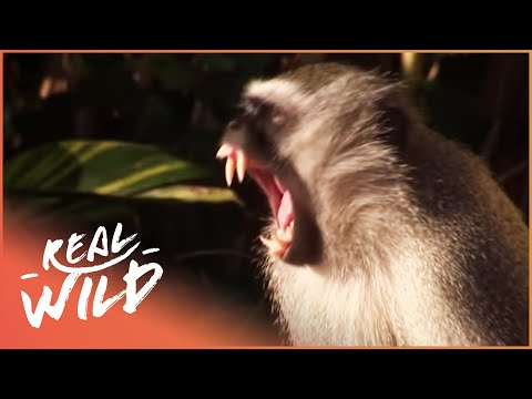 Incredible Alpha Vervet Monkey Shows It's Dominance