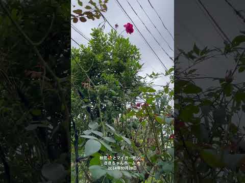  8月にバラの茂みを切る: バラの繁殖方法に関するビデオチュートリアル  庭園