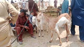 Bakra Mandi Pakistan | Dumba Mandi Pakistan | Chhatra Mandi Pakistan | Mall Maweshi Mandi Pakistan
