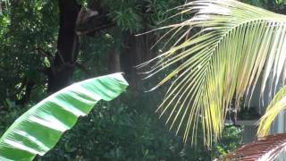 Sunshine after the Rains