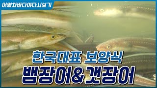 펄떡펄떡~ 대한민국 대표보양식, 뱀장어&갯장어