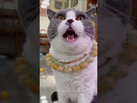 OMG! This Cat Changed Everything! 😱#cat #funny #cute #shorts