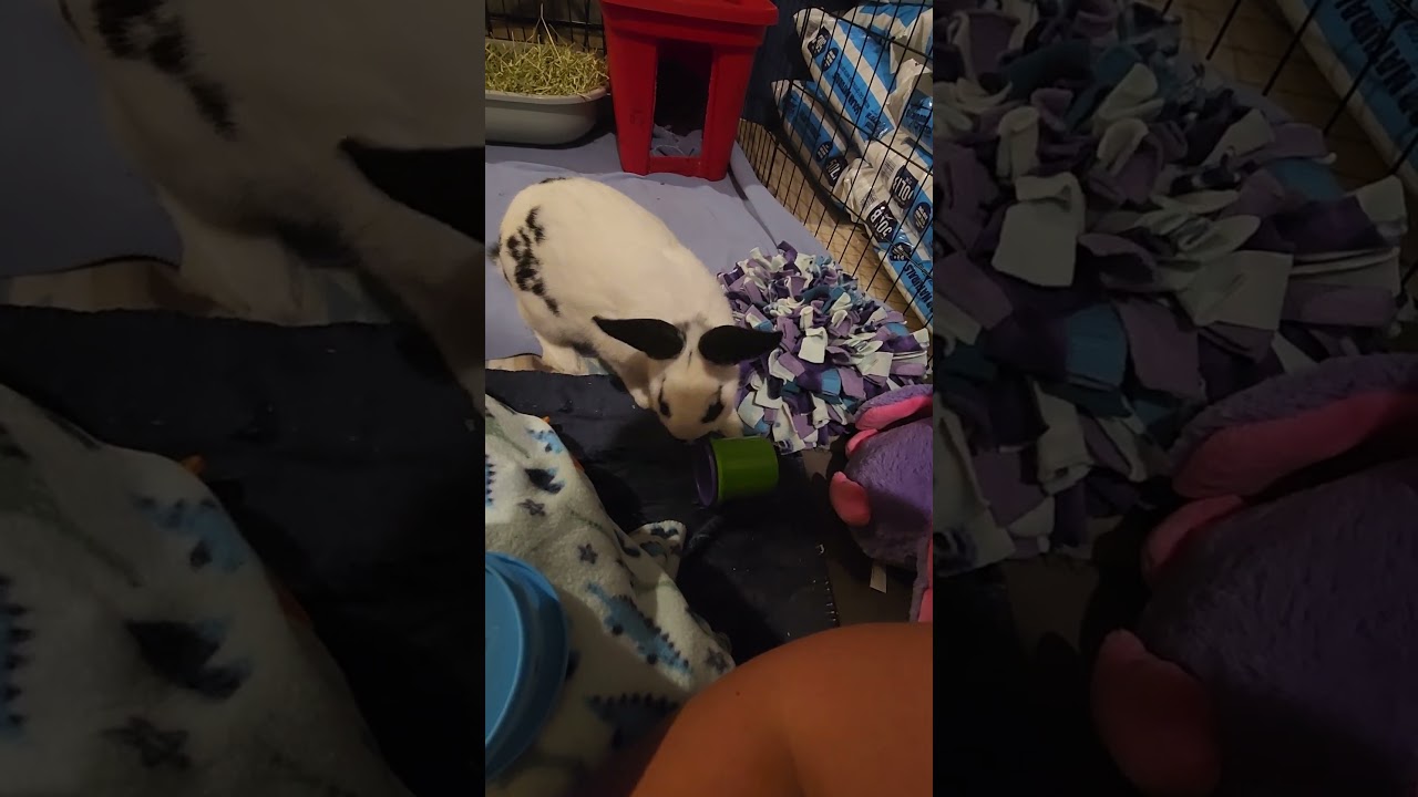 Enlarge Baby Got Hops-Foster, a Adoptable Checkered Giant in Grand Rapids, MI video 4/5