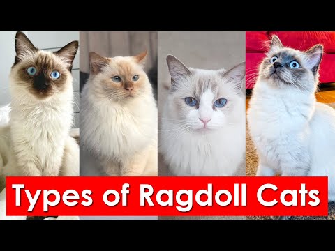 Types of Ragdoll Cats Coat Patterns You'll Love