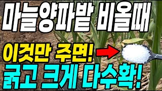 마늘양파밭 비올때 이것만 주면 굵고 크게 다수확! 벌레와 병없이 다수확 대박입니다!