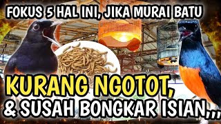 Download lagu GAK MAU NGOTOT ?? MURAI BATU GAK BONGKAR ISIAN !! FOKUS 5 HAL INI, CARA MERAWAT MURAI BATU mp3