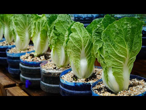 , title : 'Mẹo vặt trồng cải thảo lớn nhanh như thổi | Tips to grow napa cabbage grow as fast as blow'