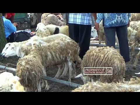 , title : 'Pasar Domba Biri Biri Terbesar Di Lamongan Jawa Timur'