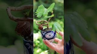 イチョウ湯吞みミニ盆栽を剪定でスッキリと #bonsai #盆栽 #nature #garden