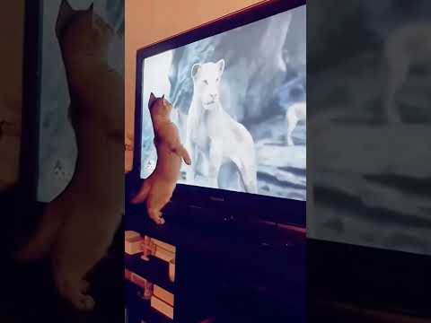 Hilarious Dog and Cat Comedy Show! 🐶😺