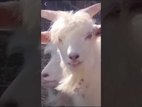 , title : 'looks 😍😍😍 goat 🐐 #goat'