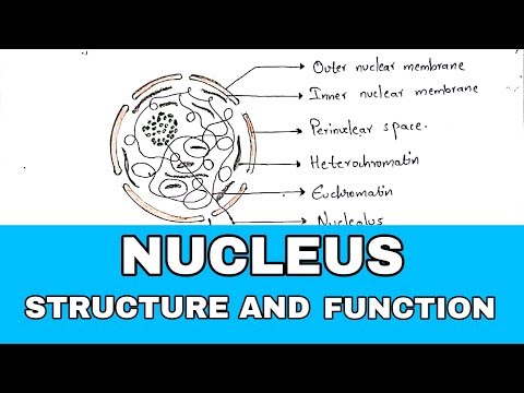 POINT MUTATION BY PHANINDRA GUPTHA