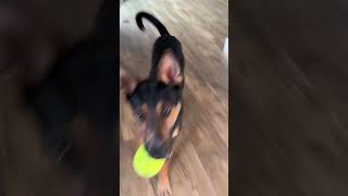 Video preview image #1 German Shepherd Dog-Unknown Mix Puppy For Sale in Aurora, CO, USA