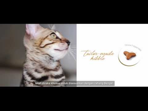 Royal Canin Bengal 10kg video