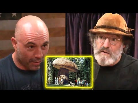 The LARGEST Organism on EARTH | Joe Rogan Experience