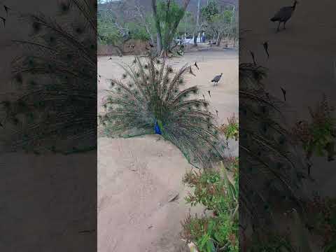 #mil #viral #ㅇyㅇ #ceará #2025 #shortsvideo #tudo #plantas #aracoiaba #060 #nordeste