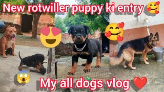 Download lagu new rotwiller puppy aya // rock mil kr Khush Ho Gaya  /all dogs vlog mp3