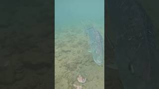 Download lagu CARA IKAN GT MENCARI MAKAN. mp3