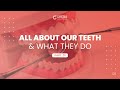 Storytelling: All About Our Teeth & What They Do (Part 1)